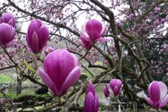 05 MAI auteur Yvan Voyeau